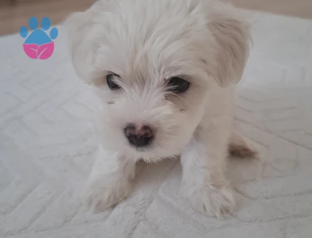 2 aylık maltipoo yavrum - 7629 - Görsel 4