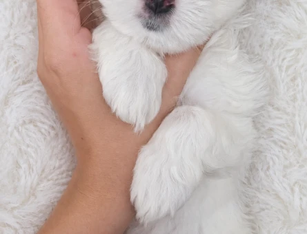 2 aylık maltipoo yavrum - 7629