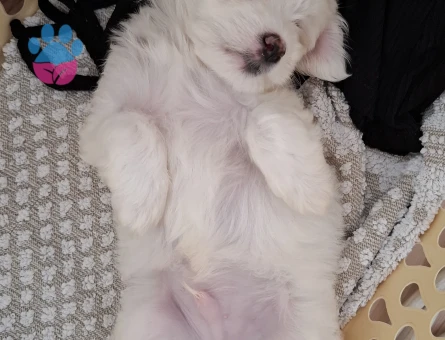 2 aylık maltipoo yavrum - 7629 - Görsel 5