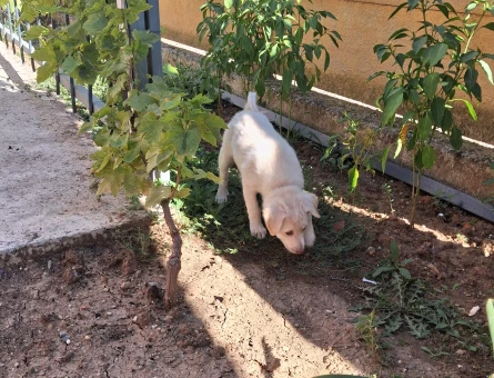 6 AYLIK YAVRU FİNO KÖPEĞİ - 7630