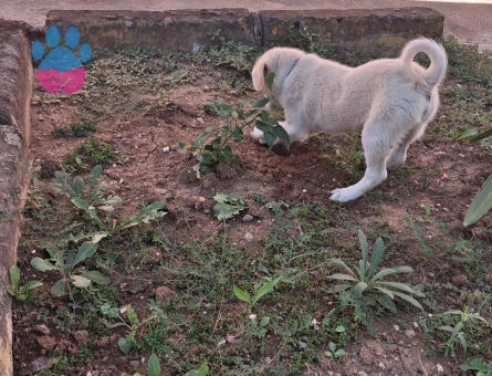 6 AYLIK YAVRU FİNO KÖPEĞİ - 7630 - Görsel 5