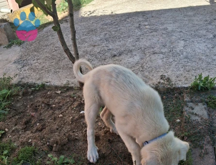 6 AYLIK YAVRU FİNO KÖPEĞİ - 7630 - Görsel 4