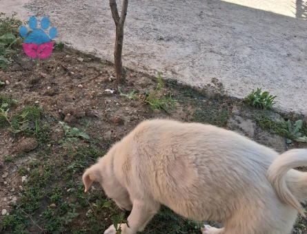 6 AYLIK YAVRU FİNO KÖPEĞİ - 7630 - Görsel 3
