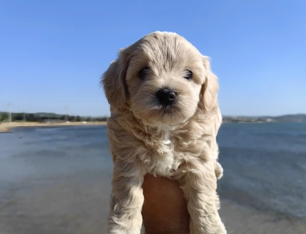 Bal küpü maltipoo - 7631