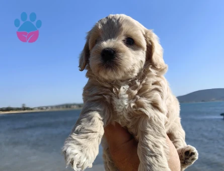 Bal küpü maltipoo - 7631 - Görsel 3