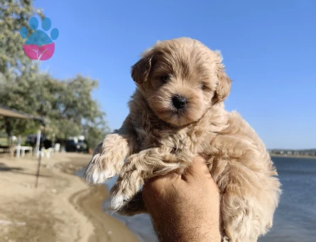 Bal küpü maltipoo - 7631 - Görsel 5