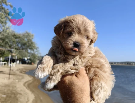 Bal küpü maltipoo - 7631 - Görsel 4