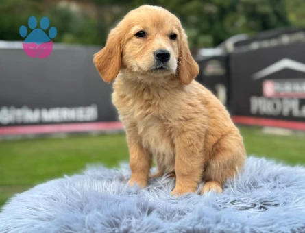 Sevimli Yavrumuz Golden Retriever 2 Aylık - 9780