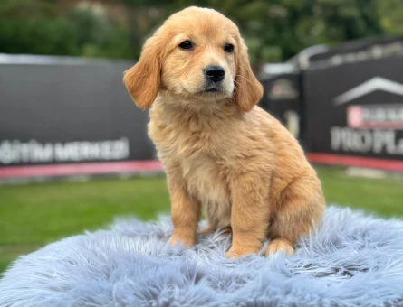 Sevimli Yavrumuz Golden Retriever 2 Aylık - 9780