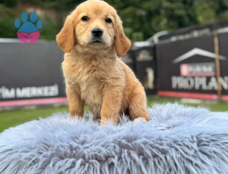 Sevimli Yavrumuz Golden Retriever 2 Aylık - 9780 - Görsel 3