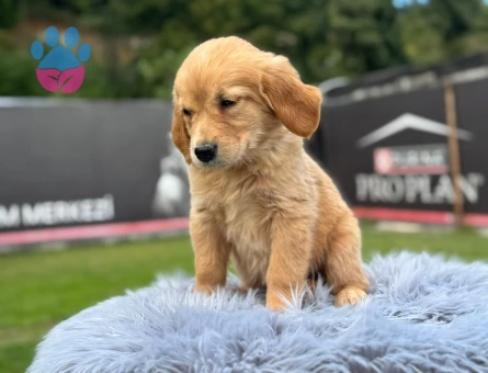 Sevimli Yavrumuz Golden Retriever 2 Aylık - 9780 - Görsel 4
