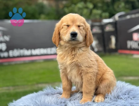 Golden Retriever Yavrularımız 2 aylıklar - 9781