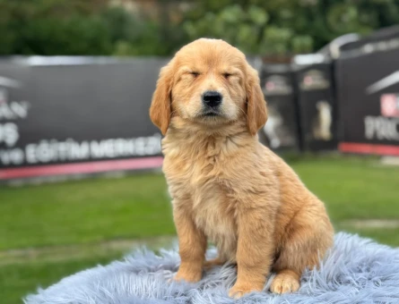 Golden Retriever Yavrularımız 2 aylıklar - 9781