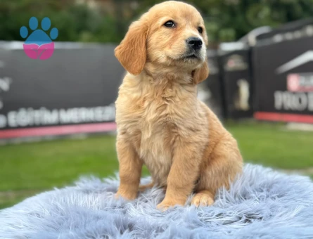 Golden Retriever Yavrularımız 2 aylıklar - 9781 - Görsel 4
