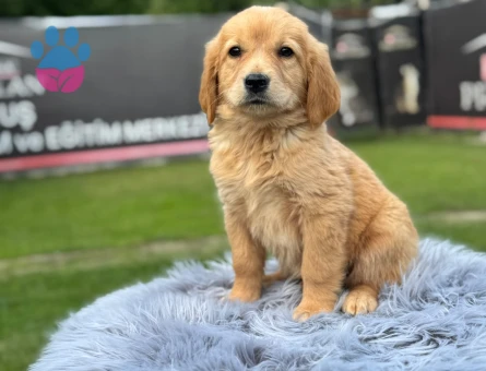 Golden Retriever Yavrularımız 2 aylıklar - 9781 - Görsel 3