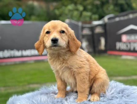 Golden Retriever 2 Aylık Yavrularımız - 9782 - Görsel 3
