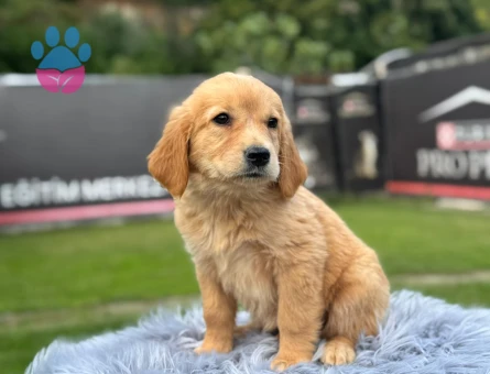 Golden Retriever 2 Aylık Yavrularımız - 9782