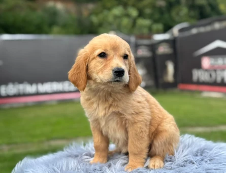 Golden Retriever 2 Aylık Yavrularımız - 9782