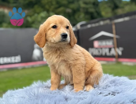 2 Aylık Golden Retriever Bebekler Hazır - 9783