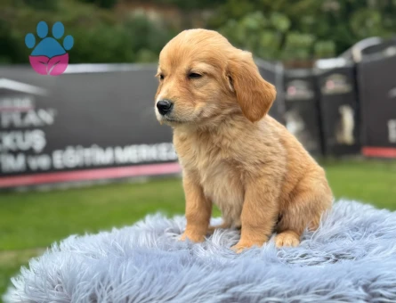 2 Aylık Golden Retriever Bebekler Hazır - 9783 - Görsel 3