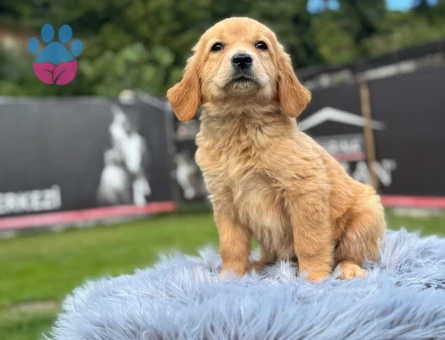 2 Aylık Golden Retriever Bebekler Hazır - 9783 - Görsel 4