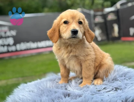 Şahane Yavrularımız Golden Retriever - 9784