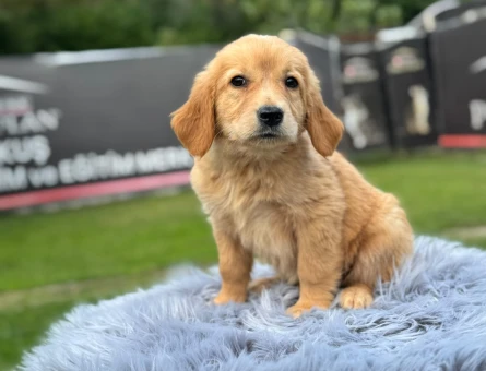 Şahane Yavrularımız Golden Retriever - 9784