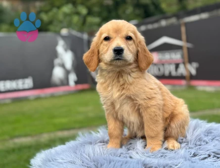 Şahane Yavrularımız Golden Retriever - 9784 - Görsel 3