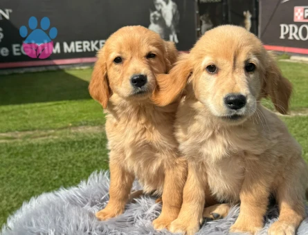 Golden Retriever İkiz Yavrularımız - 9785 - Görsel 3