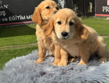 Golden Retriever İkiz Yavrularımız - 9785