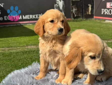 Golden Retriever İkiz Yavrularımız - 9785 - Görsel 4