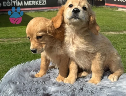 Golden Retriever Yavru Sahiplenme 2 Aylık - 9786 - Görsel 2