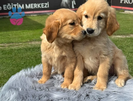 Golden Retriever Yavru Sahiplenme 2 Aylık - 9786 - Görsel 3
