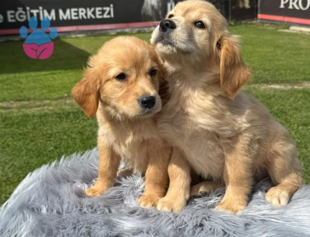 Golden Retriever Yavru Sahiplenme 2 Aylık - 9786 - Görsel 4