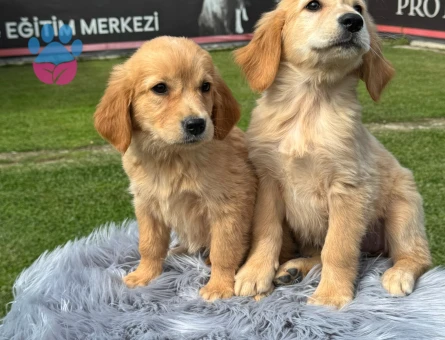Harika Golden Retriever Safkan Yavrularımız - 9787 - Görsel 3