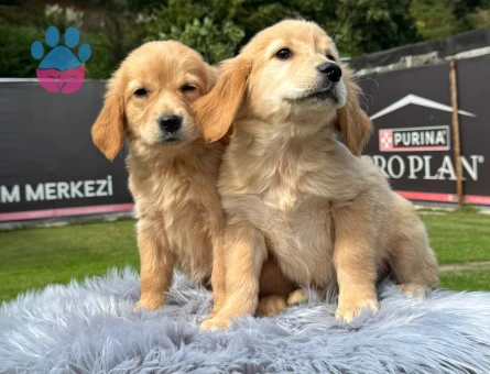 Harika Golden Retriever Safkan Yavrularımız - 9787