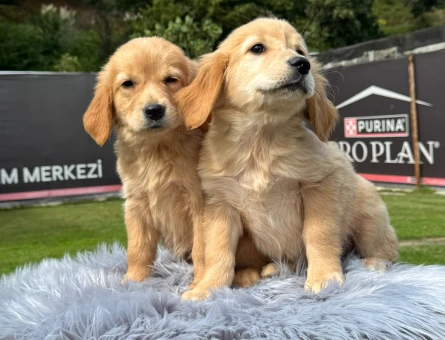 Harika Golden Retriever Safkan Yavrularımız - 9787