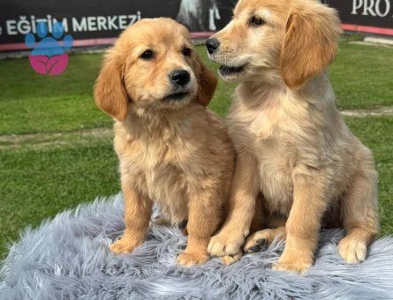 Harika Golden Retriever Safkan Yavrularımız - 9787 - Görsel 4