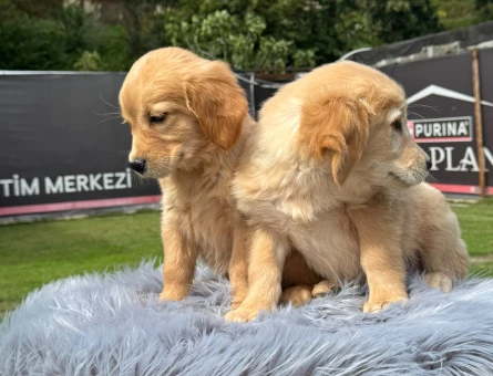 Oyuncu Golden Retriever 2 aylık Yavrular - 9788