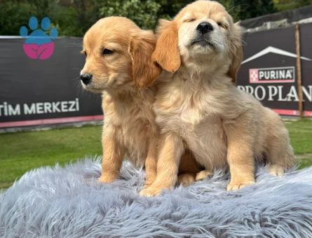 Oyuncu Golden Retriever 2 aylık Yavrular - 9788 - Görsel 3
