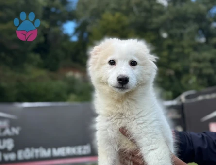 2 Aylık Samoyed Yavrularımız - 9789