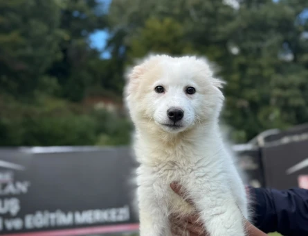 2 Aylık Samoyed Yavrularımız - 9789