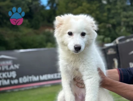 2 Aylık Samoyed Yavrularımız - 9789 - Görsel 3