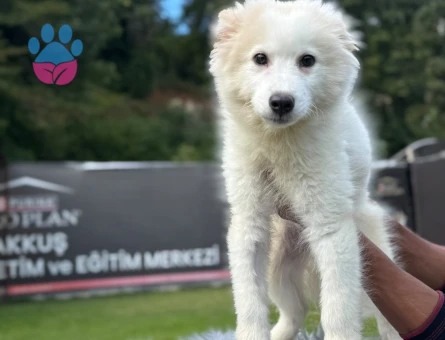 2 Aylık Samoyed Yavrularımız - 9789 - Görsel 4