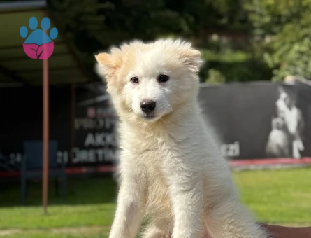 Samoyed Bebeklerimiz Dişi ve Erkek - 9790 - Görsel 3