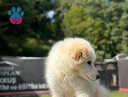 Samoyed Bebeklerimiz Dişi ve Erkek - 9790