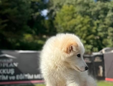 Samoyed Bebeklerimiz Dişi ve Erkek - 9790