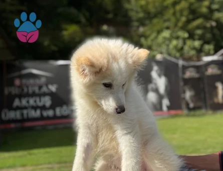 Samoyed Bebeklerimiz Dişi ve Erkek - 9790 - Görsel 4