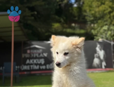 Samoyed 3 Aylık Dişi Yavrumuz - 9791 - Görsel 4