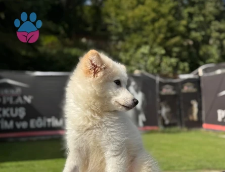 Samoyed 3 Aylık Dişi Yavrumuz - 9791 - Görsel 3
